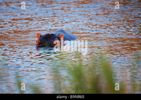 Méfier d'hippopotames dans une rivière, Kruger National Park, Afrique du Sud Banque D'Images