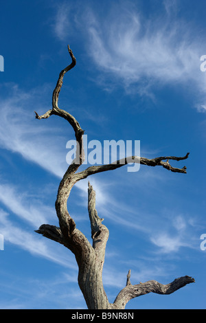 Arbre mort pétrifiée spectaculaire contre ciel à plumes, Kruger National Park, Afrique du Sud Banque D'Images