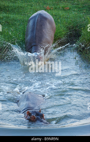 Deux hippopotames retourner à une rivière, Kruger National Park, Afrique du Sud Banque D'Images