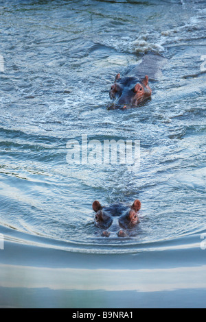 Deux hippopotames dans la rivière, Kruger National Park, Afrique du Sud Banque D'Images