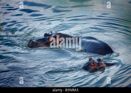 Deux hippopotames dans une rivière, Kruger National Park, Afrique du Sud Banque D'Images