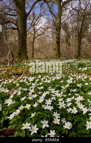 Les anémones bois Anemone nemorosa en fleurs au printemps dans l'ancienne forêt bois taillis de Garston réserve naturelle de Dorset Banque D'Images