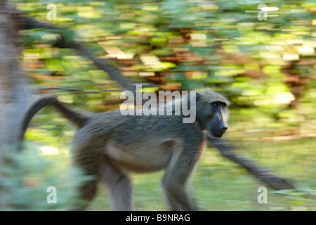 Babouin Chacma en mouvement dans la brousse, Kruger National Park, Afrique du Sud Banque D'Images