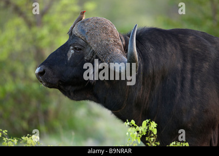 Buffle africain avec bec rouge oxpecker sur son siège dans la brousse, Kruger National Park, Afrique du Sud Banque D'Images