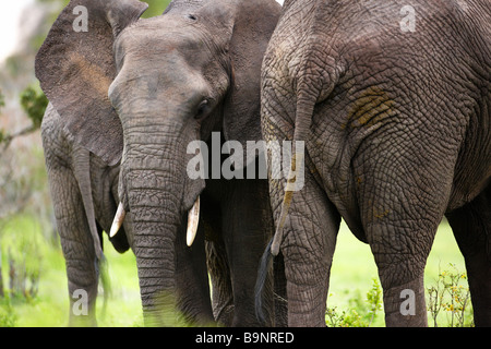 Vue frontale et arrière de l'éléphant dans la brousse, Kruger National Park, Afrique du Sud Banque D'Images