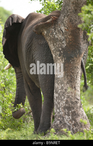 L'éléphant africain en lui frottant le dos sur un arbre, Kruger National Park, Afrique du Sud Banque D'Images