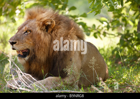 Un homme lion reposant dans la brousse, Kruger National Park, Afrique du Sud Banque D'Images