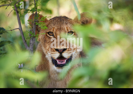 Lion reposant dans la brousse, Kruger National Park, Afrique du Sud Banque D'Images