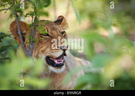 Lion reposant dans la brousse, Kruger National Park, Afrique du Sud Banque D'Images