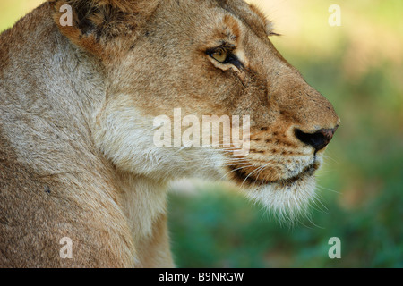 Portrait d'une lionne dans la brousse, Kruger National Park, Afrique du Sud Banque D'Images