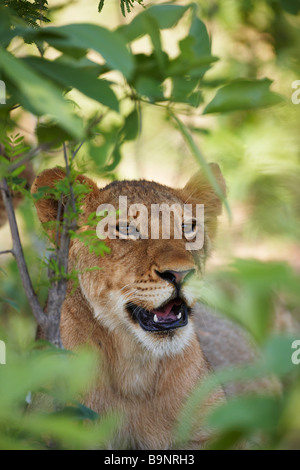 Portrait de lionne dans le bush, Kruger National Park, Afrique du Sud Banque D'Images