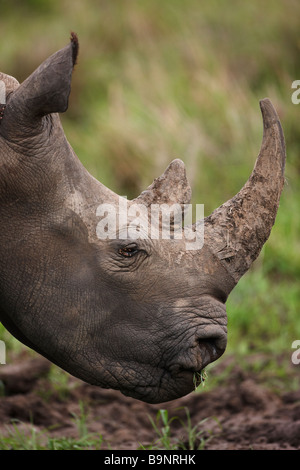 Portrait de rhinocéros blanc paissant dans la brousse, Kruger National Park, Afrique du Sud Banque D'Images