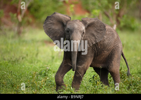 Lone ludique bébé éléphant dans la brousse, Kruger National Park, Afrique du Sud Banque D'Images