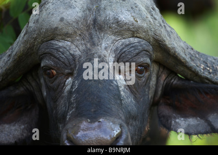 Portrait d'un buffle Africain, Kruger National Park, Afrique du Sud Banque D'Images