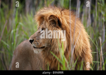 Portrait d'un homme lion dans la brousse, Kruger National Park, Afrique du Sud Banque D'Images