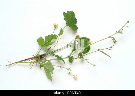 Plantes médicinales Blutwurz Aufrechtes Tormentill tormentilla potentilla erecta Fingerkraut Bloodroot Banque D'Images