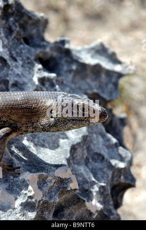 Un scinque du Roi (Egernia kingii) sur l'île Rottnest , l'ouest de l'Australie. Banque D'Images