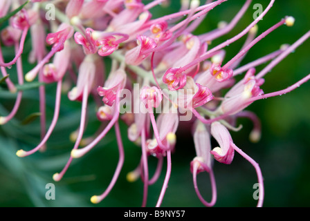 Grevillea 'Misty' floraison rose d'été à Sydney Banque D'Images