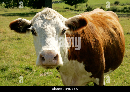 Close Up de vache brun et blanc Banque D'Images