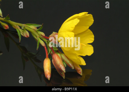 Plantes médicinales Nachtkerze Rapontika grosse Nachtkerze onagre ONAGRE Oenothera biennis Banque D'Images