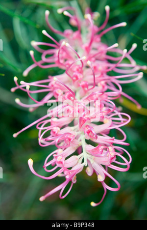 Grevillea 'Misty' floraison rose d'été à Sydney Banque D'Images
