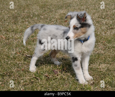 Chiot Sheltie posant sur l'herbe. Banque D'Images