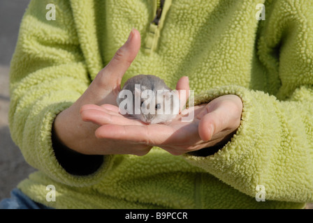 Woman holding pet hamster nain russe Banque D'Images