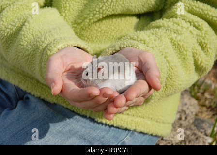 Animal hamster nain russe dans les mains du propriétaire Banque D'Images