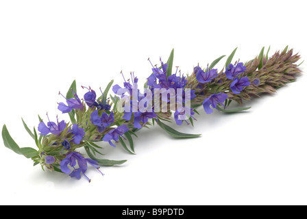 Plantes médicinales Ysop Hysope Hyssopus officinalis Banque D'Images