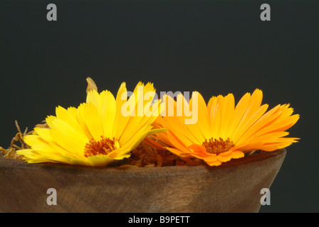 Blossom de la plante médicinale Calendula Calendula officinalis Ringelblume Banque D'Images