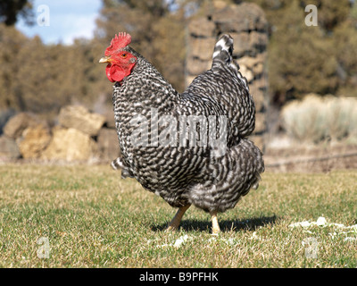 Free Range chicken itinérance libre pâturage Plymouth Rock barrée Banque D'Images