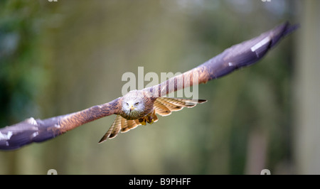 Le Milan royal Milvus milvus battant Centre International pour les oiseaux de proie Gloustershire Newent Banque D'Images