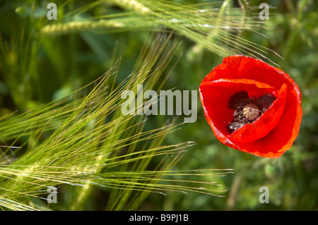 Un coquelicot dans un champ de blé Banque D'Images