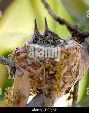 Colibri noir in nest Banque D'Images