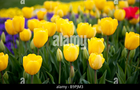 Champ de tulipes jaune Banque D'Images