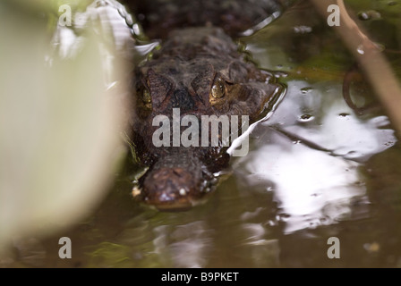 Cayman de près dans le Parc National Manuel Antonio, Costa Rica Banque D'Images