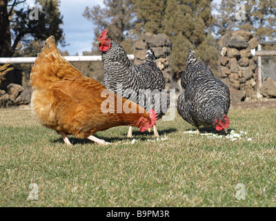 Free Range chicken itinérance libre pâturage Plymouth Rock barrée et buff orpington Banque D'Images