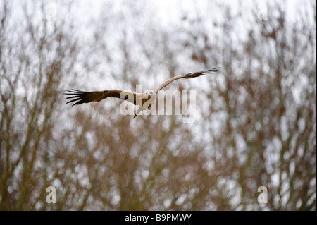 Aigle (Aquila rapax) Indiens battant l'affichage pour les touristes le Centre international pour les oiseaux de proie Gloustershire Newent Banque D'Images