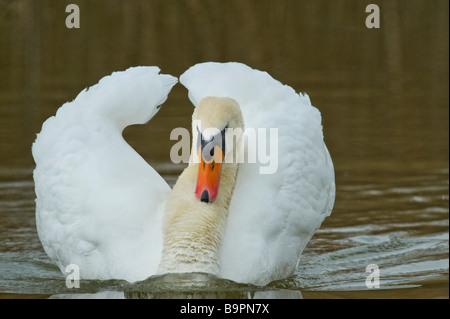 Wild Swan portrait avec un telelense 600 mm lentille télé animaux oiseaux blanc glisse de l'eau glisser swimm natation grandious belle Banque D'Images