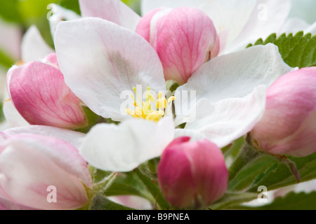 Close up of Apple Blossom sur un arbre fruits Orange Pippin Coxs dans Glossop Derbyshire Banque D'Images