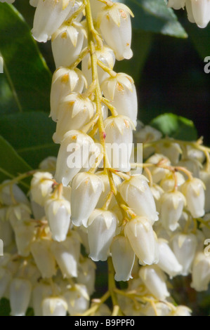 Les fleurs de l'Pieris japonica lis de la vallée de montagne bush Fire spring flower Banque D'Images