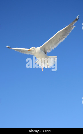 Mouette en vol, Lofoten, Norvège Banque D'Images