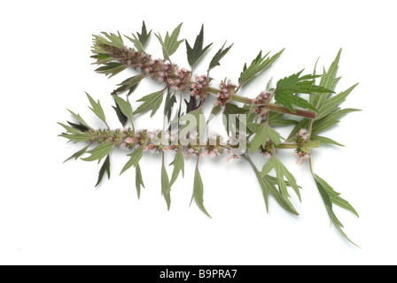 La société Löwenschwanz Herzgespann plantes médicinales communes Agripaume Leonurus cardiaca Agripaume Banque D'Images