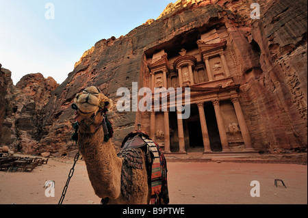 Un chameau devant le Conseil du Trésor à Pétra Banque D'Images