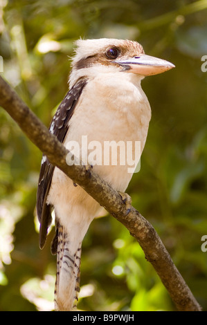 Laughing Kookaburra Dacelo novaeguineae) (perché dans un arbre à Airlie Beach, Queensland, Australie Banque D'Images