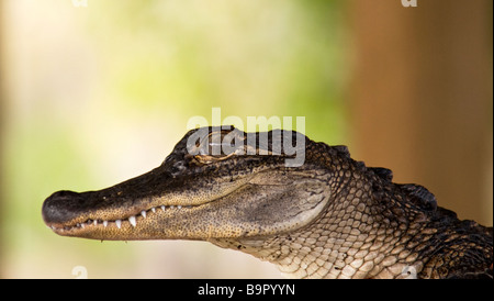 Close-up de alligator,Floride,USA Banque D'Images