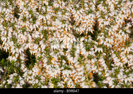 Erica carnea bruyère bruyère d'hiver ericas bruyères Banque D'Images