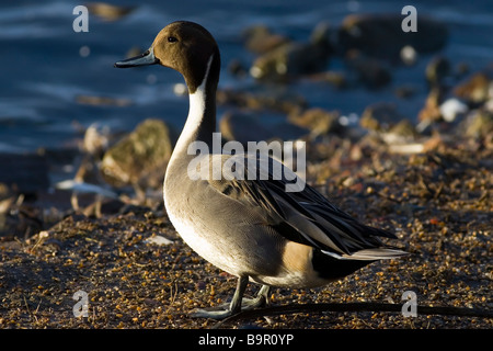 Canard pilet Anas acuta Banque D'Images