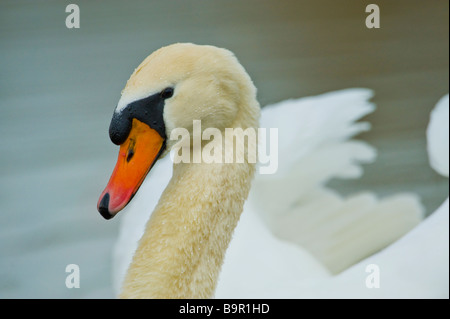 Wild Swan portrait avec un telelense 600 mm lentille télé animaux oiseaux blanc glisse de l'eau glisser swimm natation grandious belle Banque D'Images