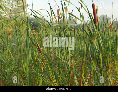 Les quenouilles, Blue Lake de faune, Lewis et Clark State Park, Iowa Banque D'Images